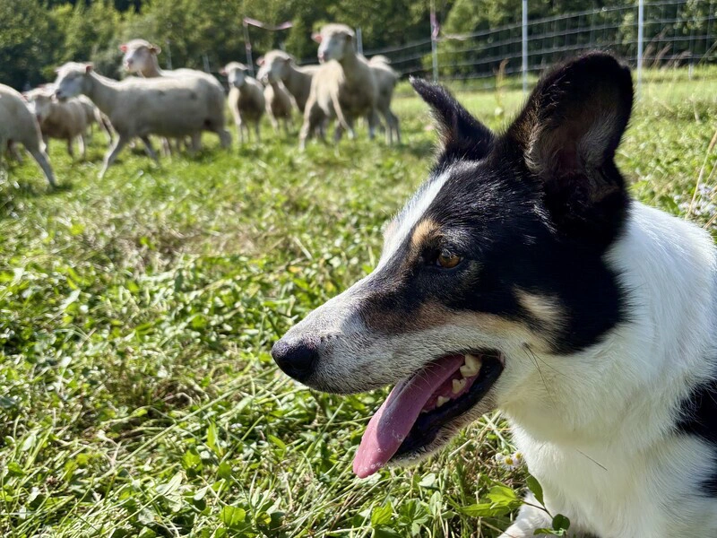 牧場フィールドツアーズ 〜牧羊犬と歩こう〜
