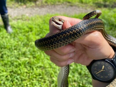 生きものクラブ　〜ヘビ・トカゲを探そう〜