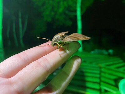 生きものクラブ 〜夜の昆虫探し体験〜