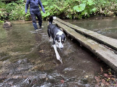 牧場フィールドツアー 〜牧羊犬とお散歩〜