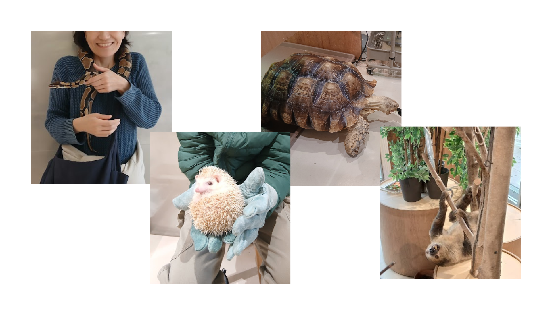 Moff animal cafe3
