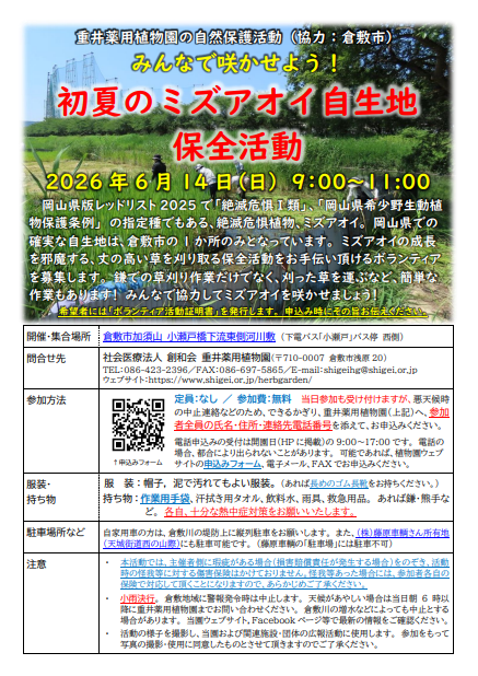 初夏のミズアオイ自生地保全活動