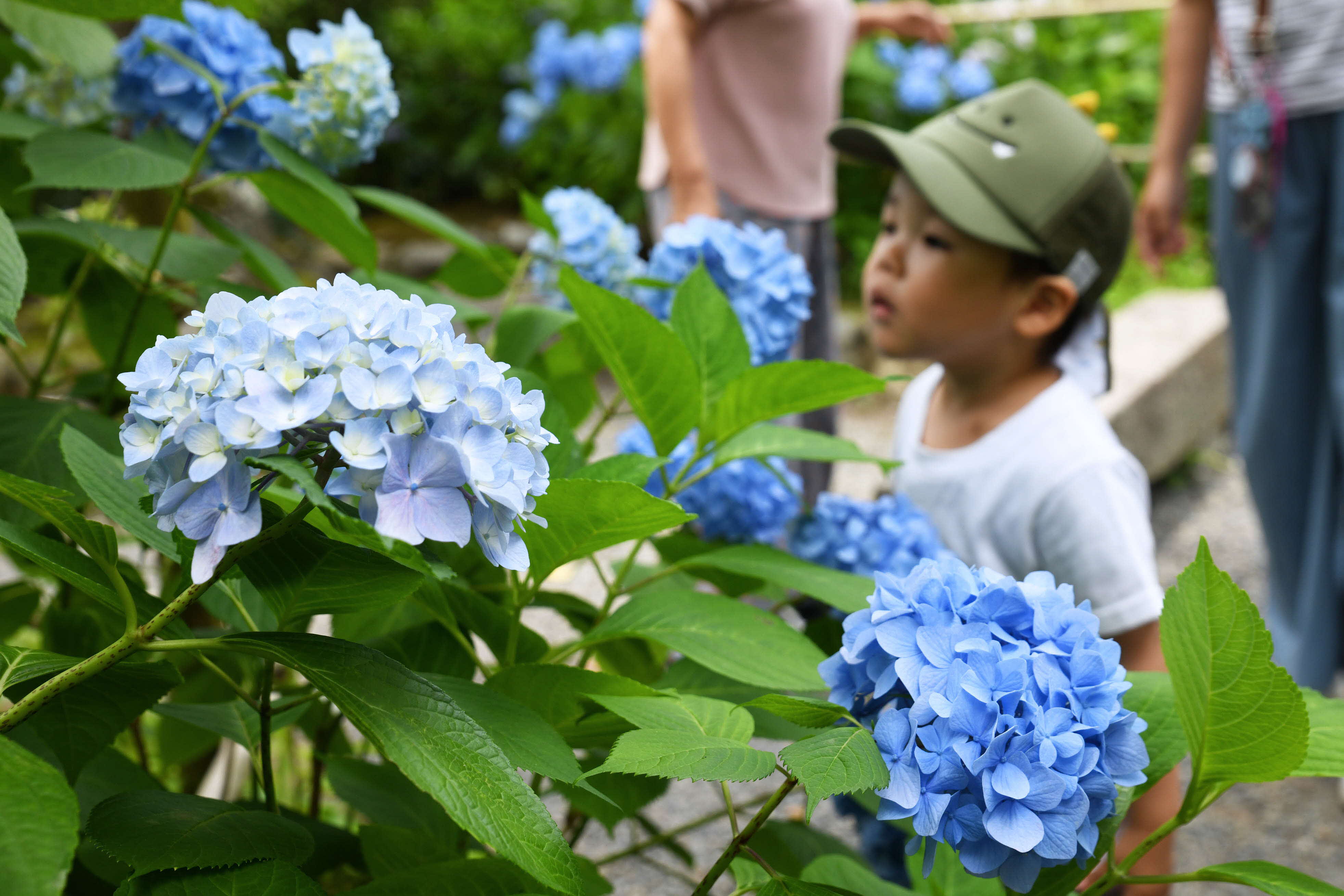 賴光寺のアジサイが見頃に あじさい寺で初夏の花散策
