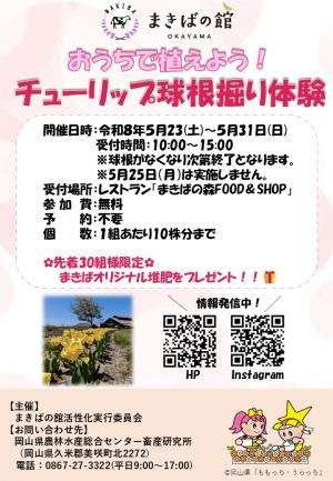 チューリップ球根堀り体験