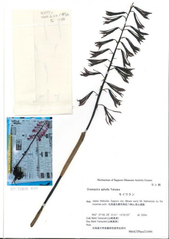 藻岩四天王~名前にモイワを冠した植物~