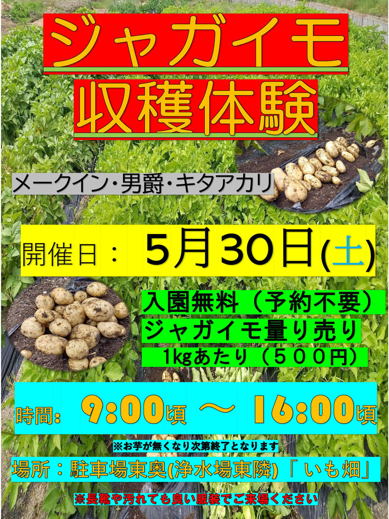 農マル園芸　ジャガイモ収穫体験