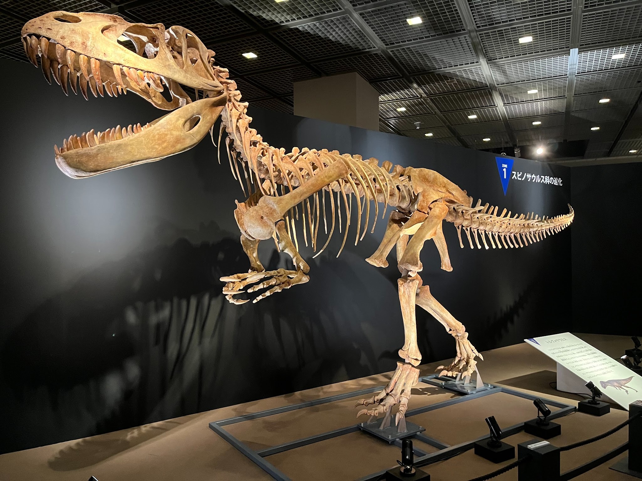 大恐竜展