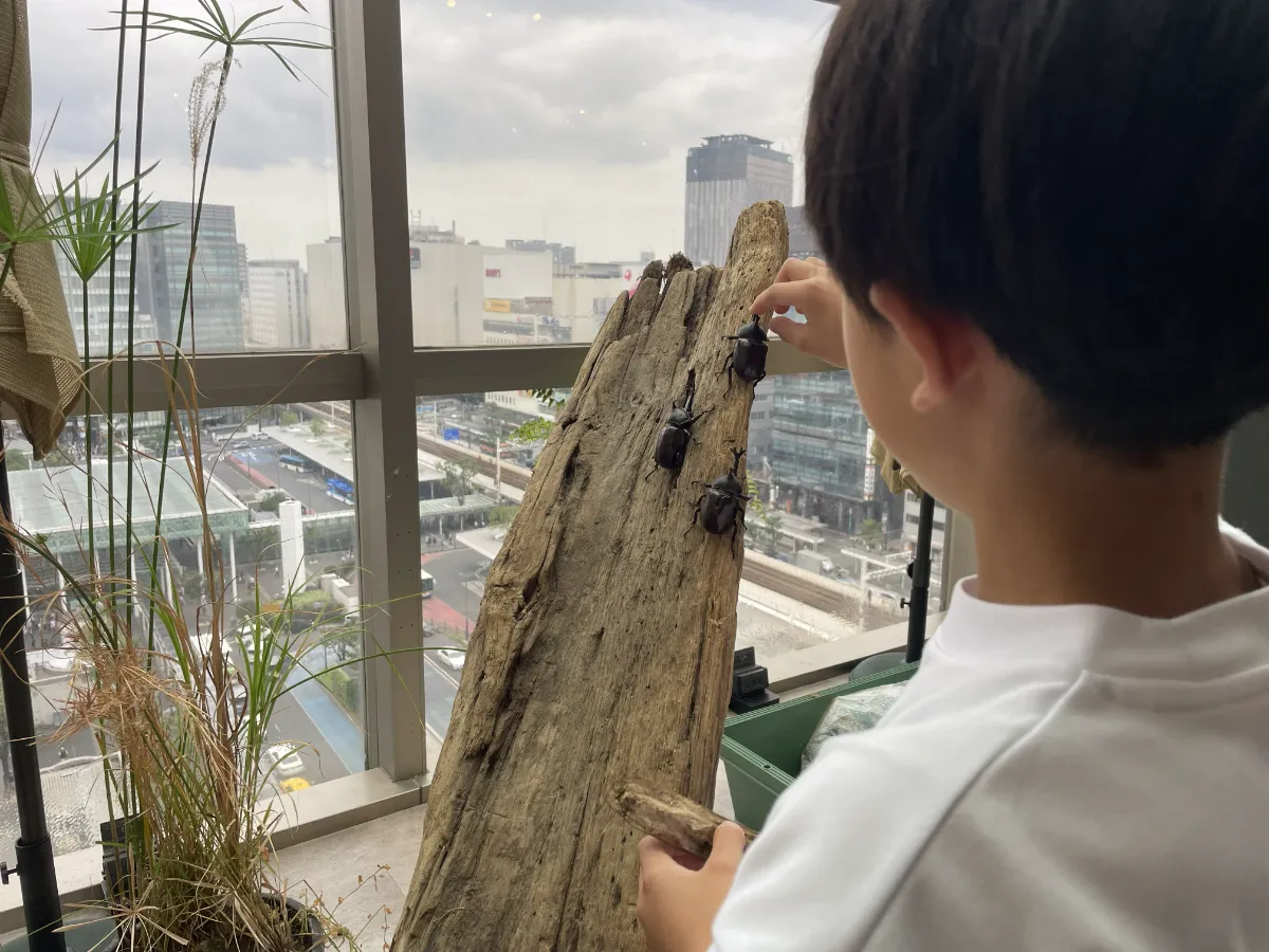 昆虫ふれあい体験