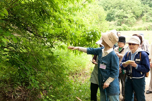 旬の里山探訪「薬・役・厄の植物」