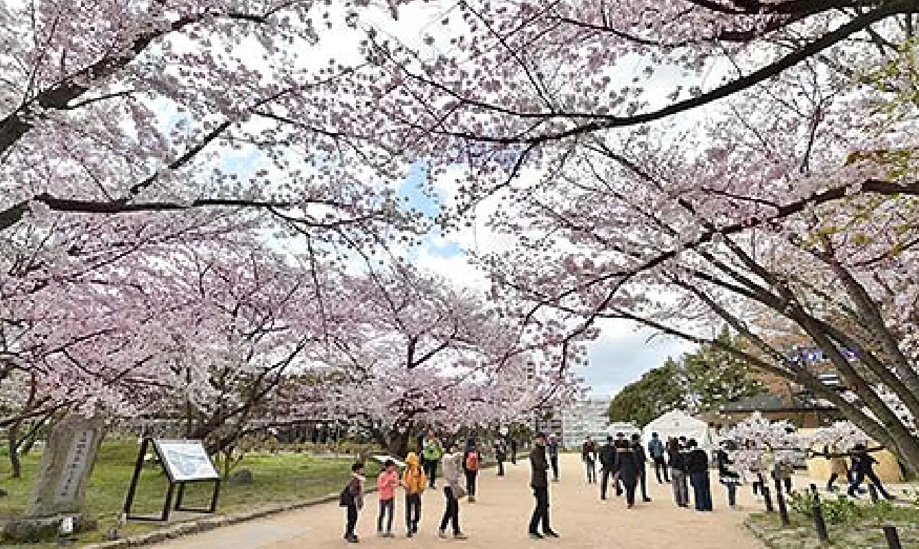 福岡城さくら さくら