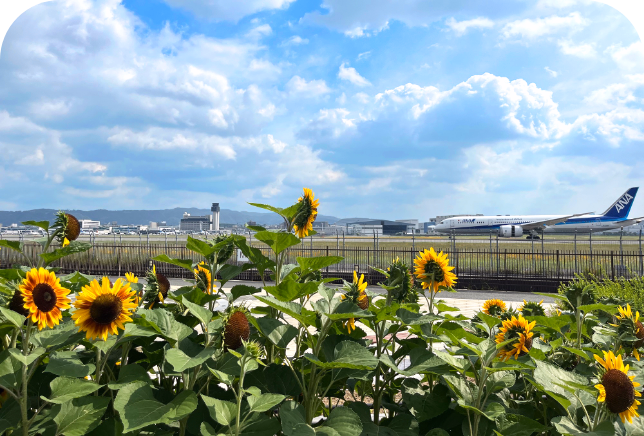 伊丹スカイパークで体感!飛行機を間近に見る迫力のスポット