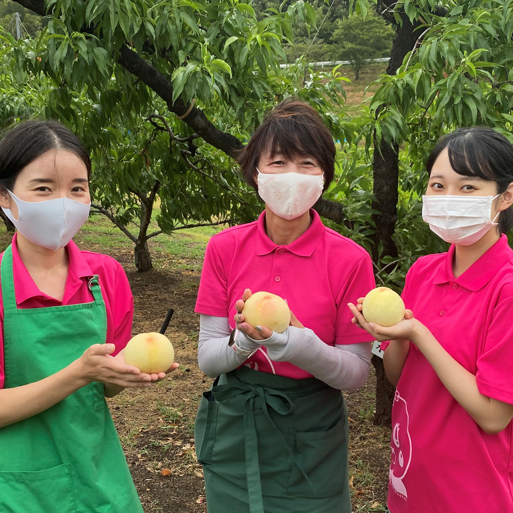 赤磐「桃茂実苑」の岡山白桃カフェへ！ロス桃活用に注目