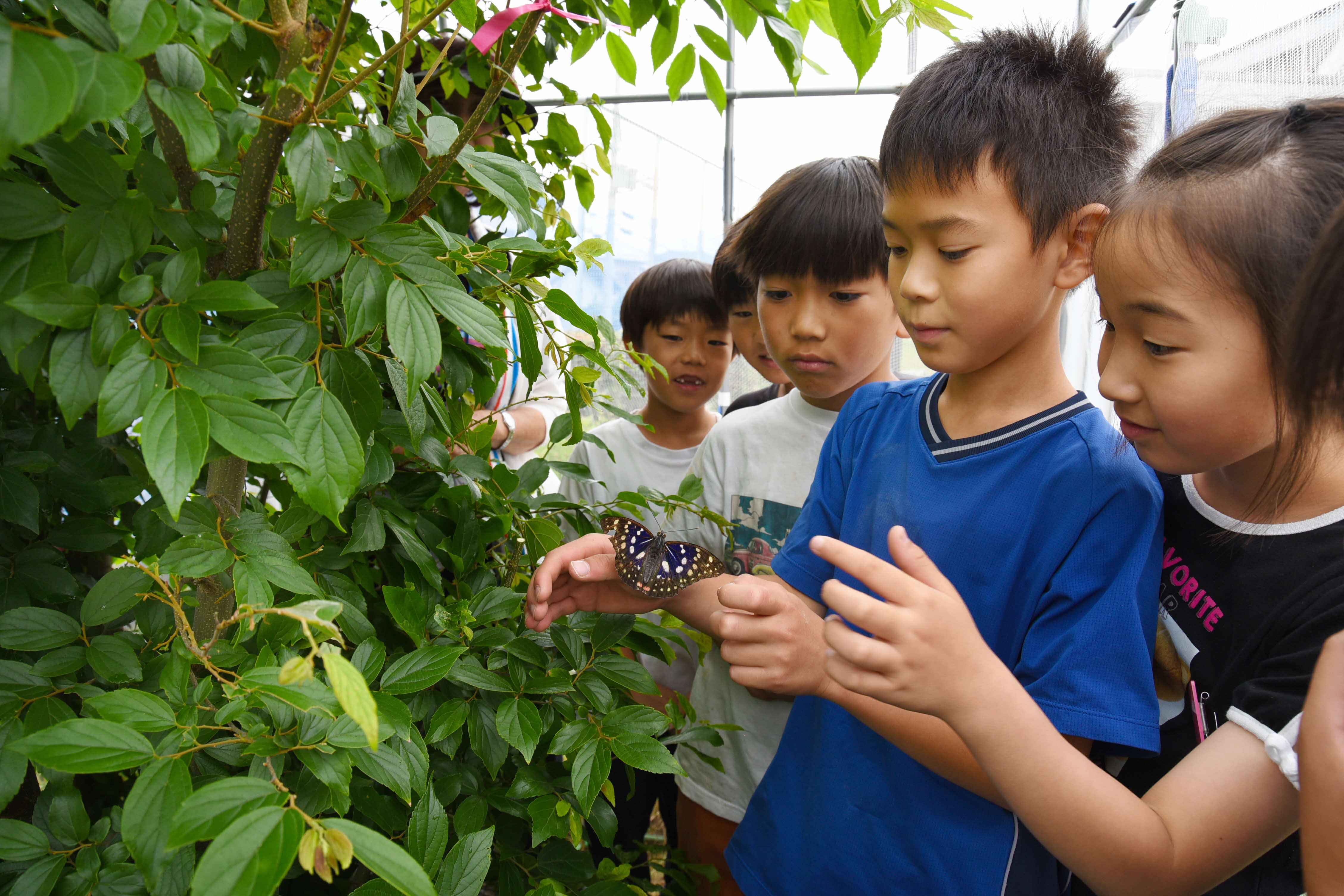 国蝶オオムラサキの羽化に感動！小学校の飼育活動から学ぶ環境保護