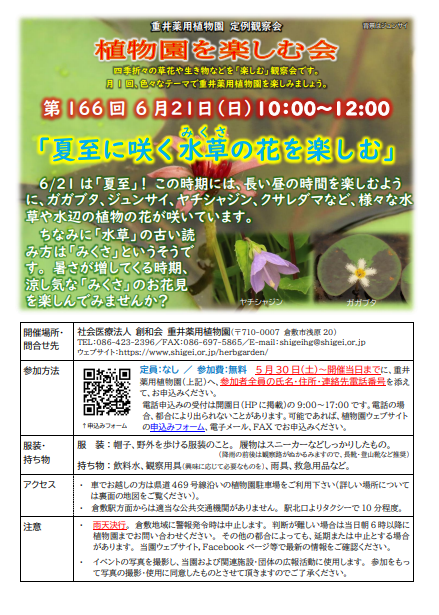 夏至に咲く水草の花を楽しむ