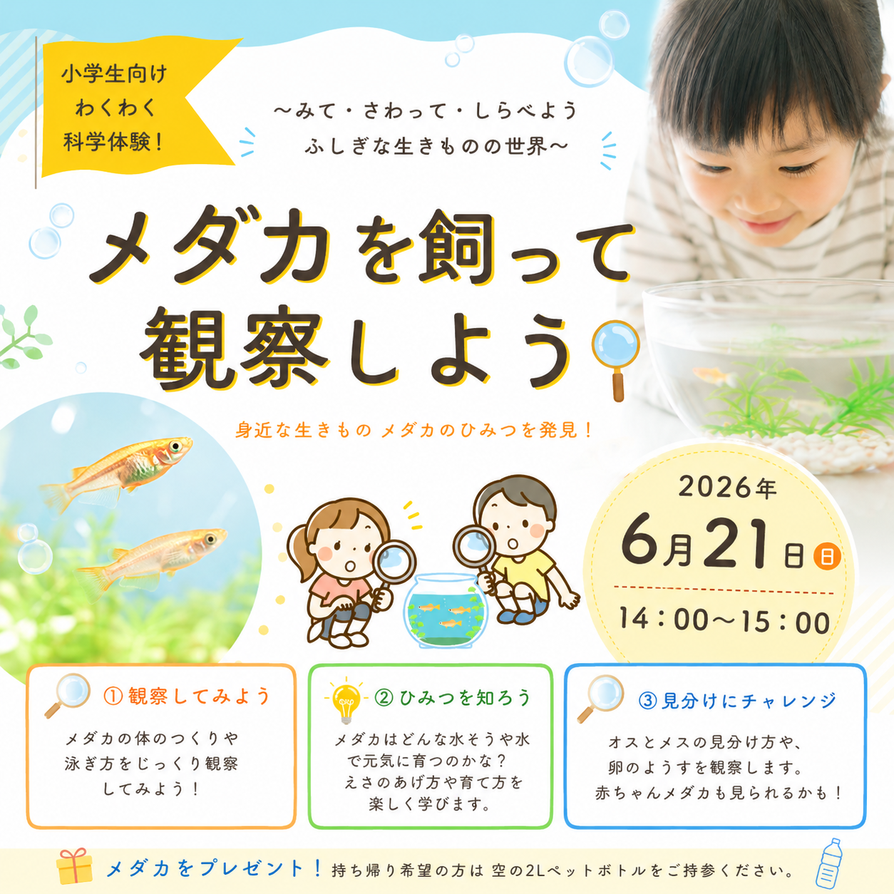 メダカを飼って観察しよう