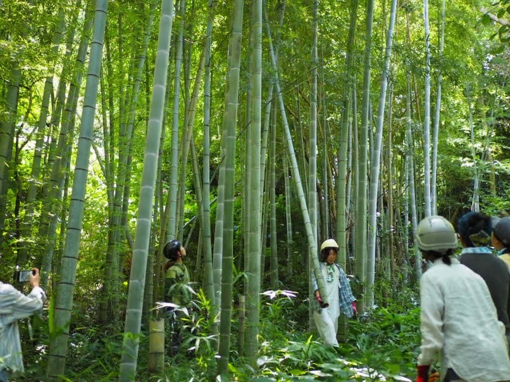 大仏殿高徳院にて慈善茶会　鎌倉竹細工で幻想的な空間3