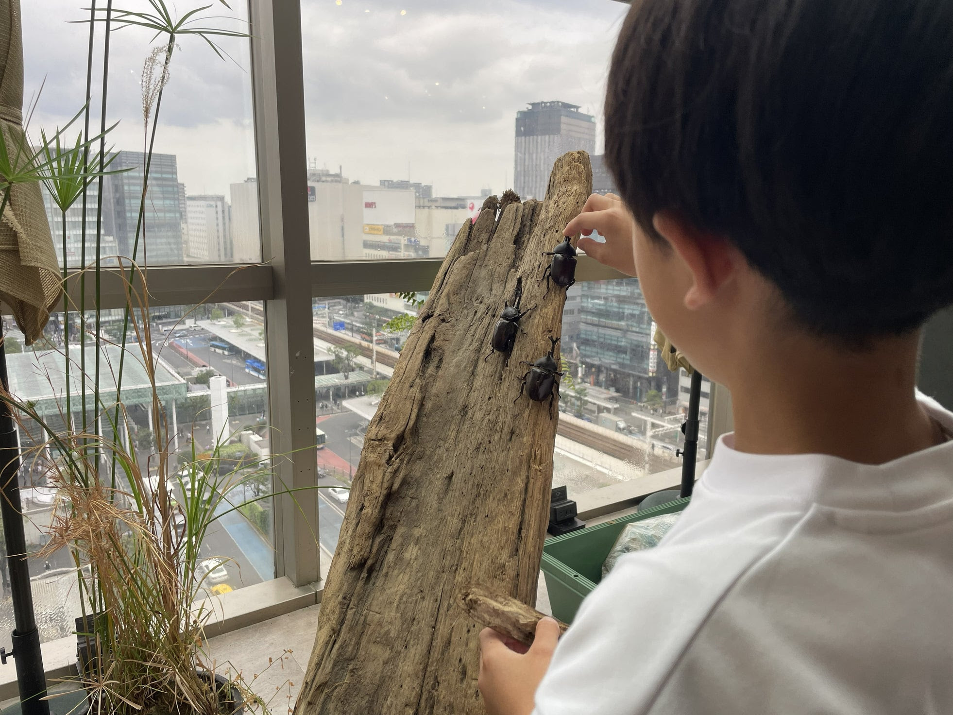 カワスイ　昆虫