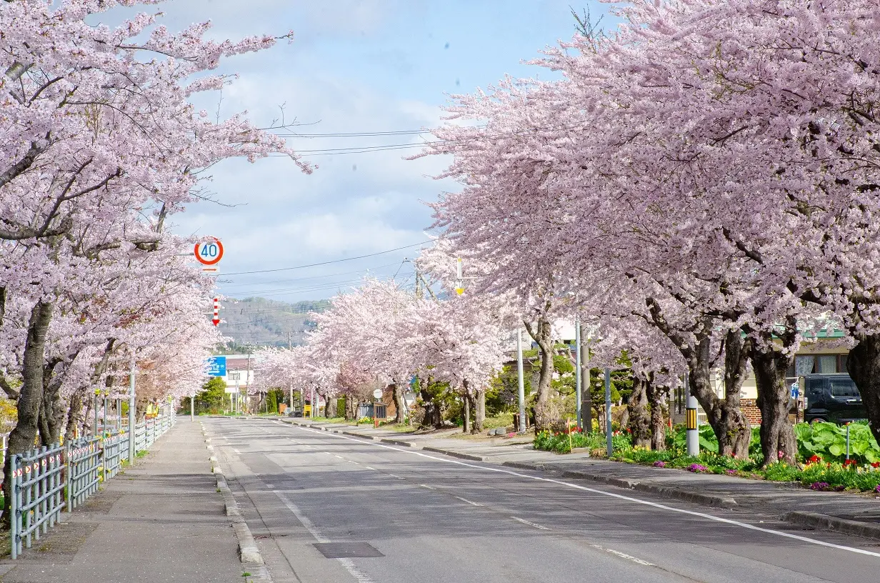 北斗桜回廊を満喫!北斗市で楽しむ春の絶景イベント