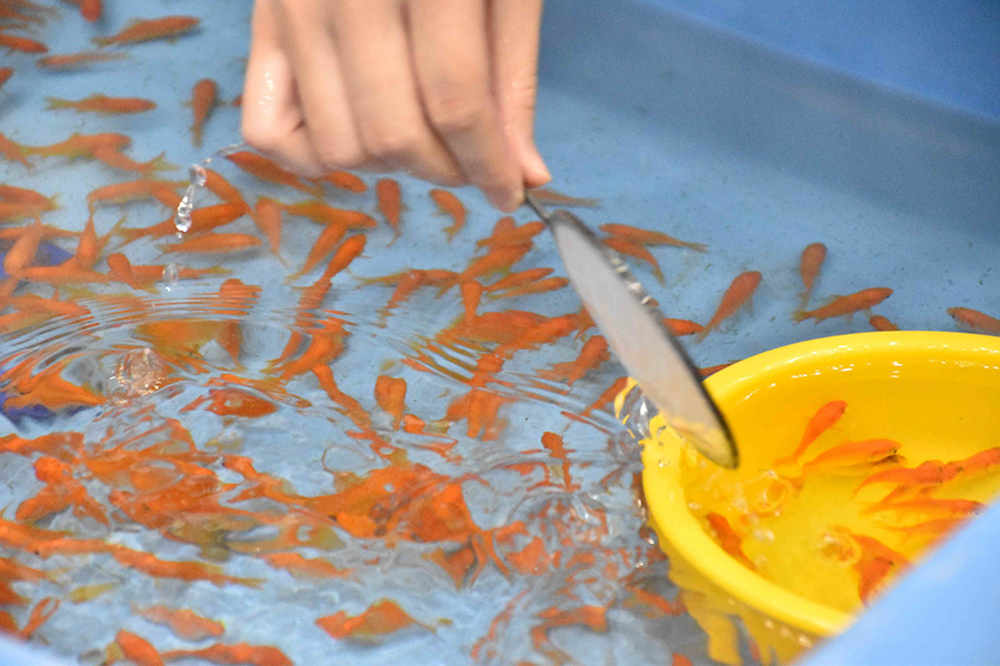 全国金魚すくい選手権 認定大会in尼崎(小学生)