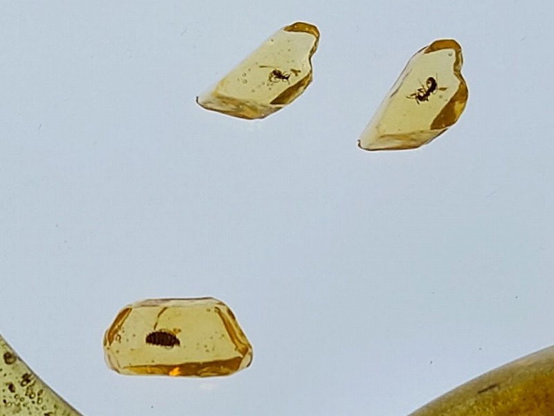 琥珀レジンづくりで学ぶ太古の昆虫