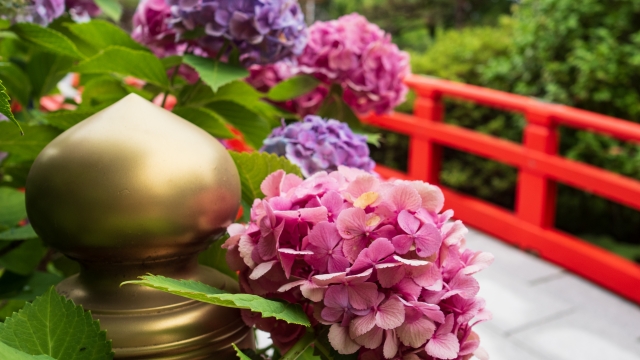 安志加茂神社あじさいの里!梅雨に訪れたい絶景