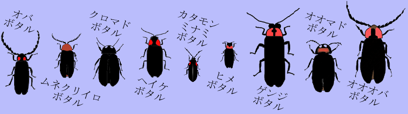 昼と夜のホタル観察会