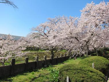 越水浄水場一般開放(桜の通り抜け)について