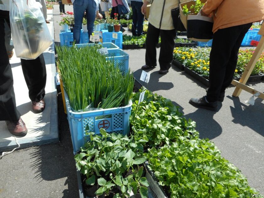 花・野菜苗の特売会