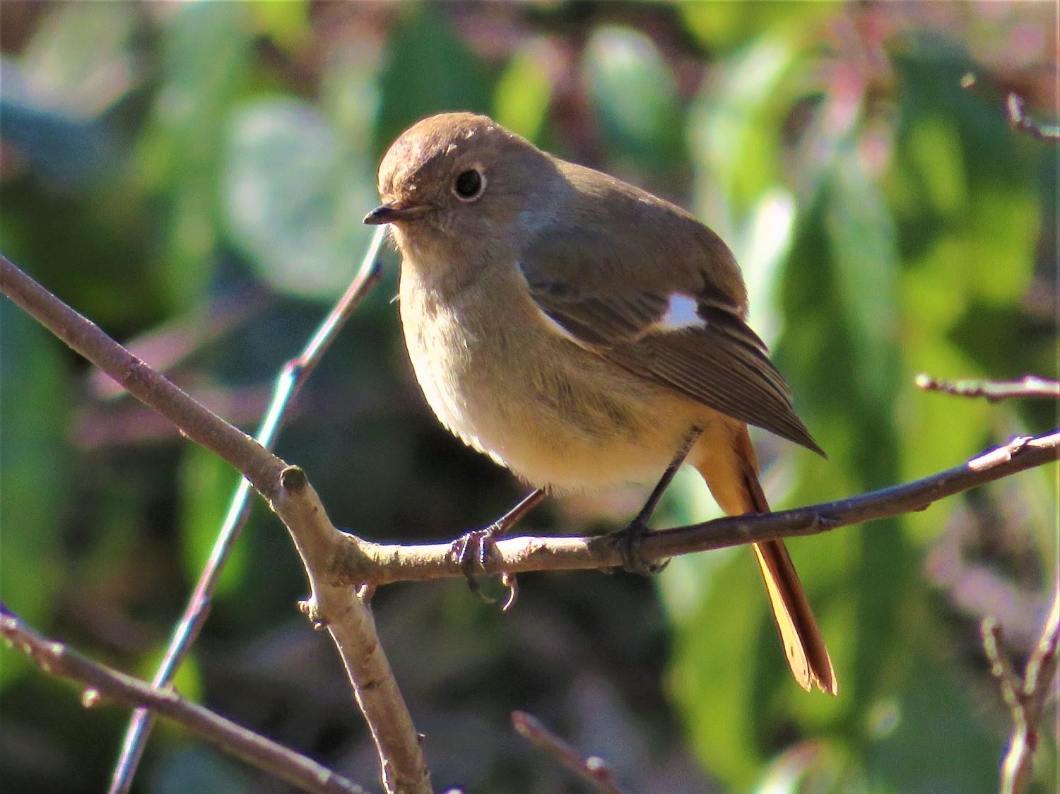 野鳥観察会