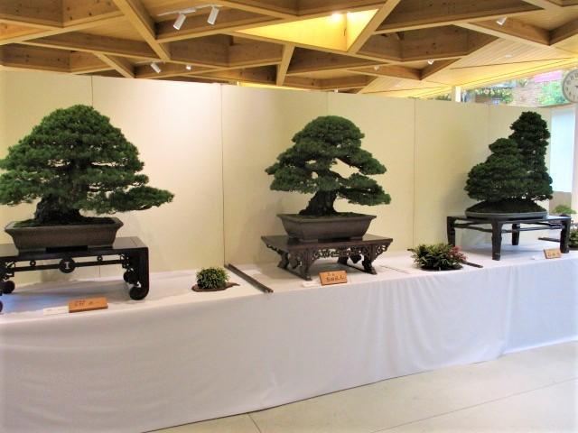 春の盆栽