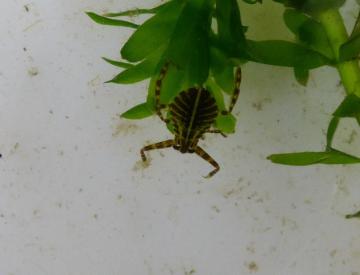 タガメの里親になろう!