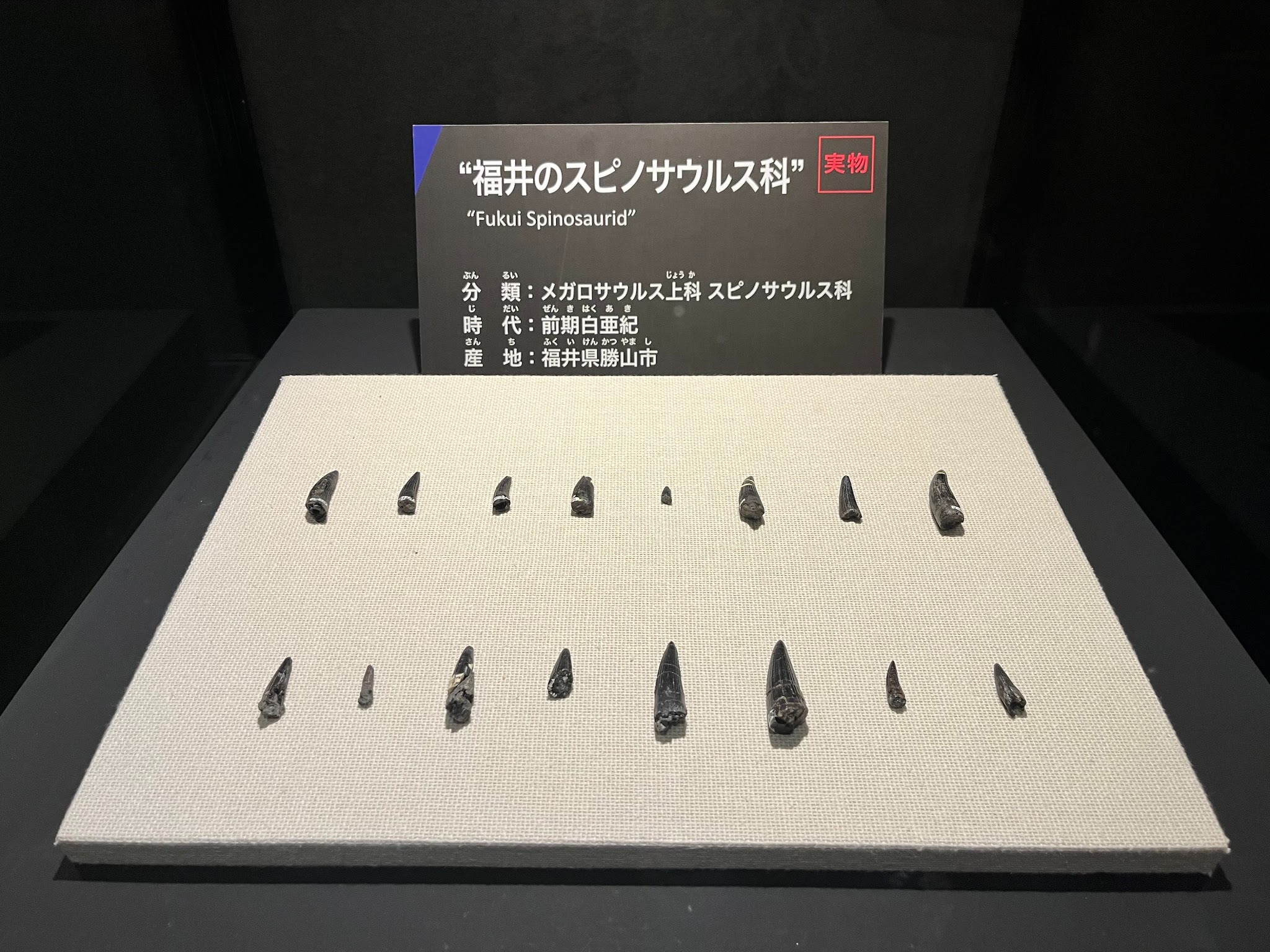 大恐竜展