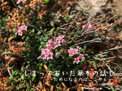 藤島斉のしまっておいた草木の話(第4回)