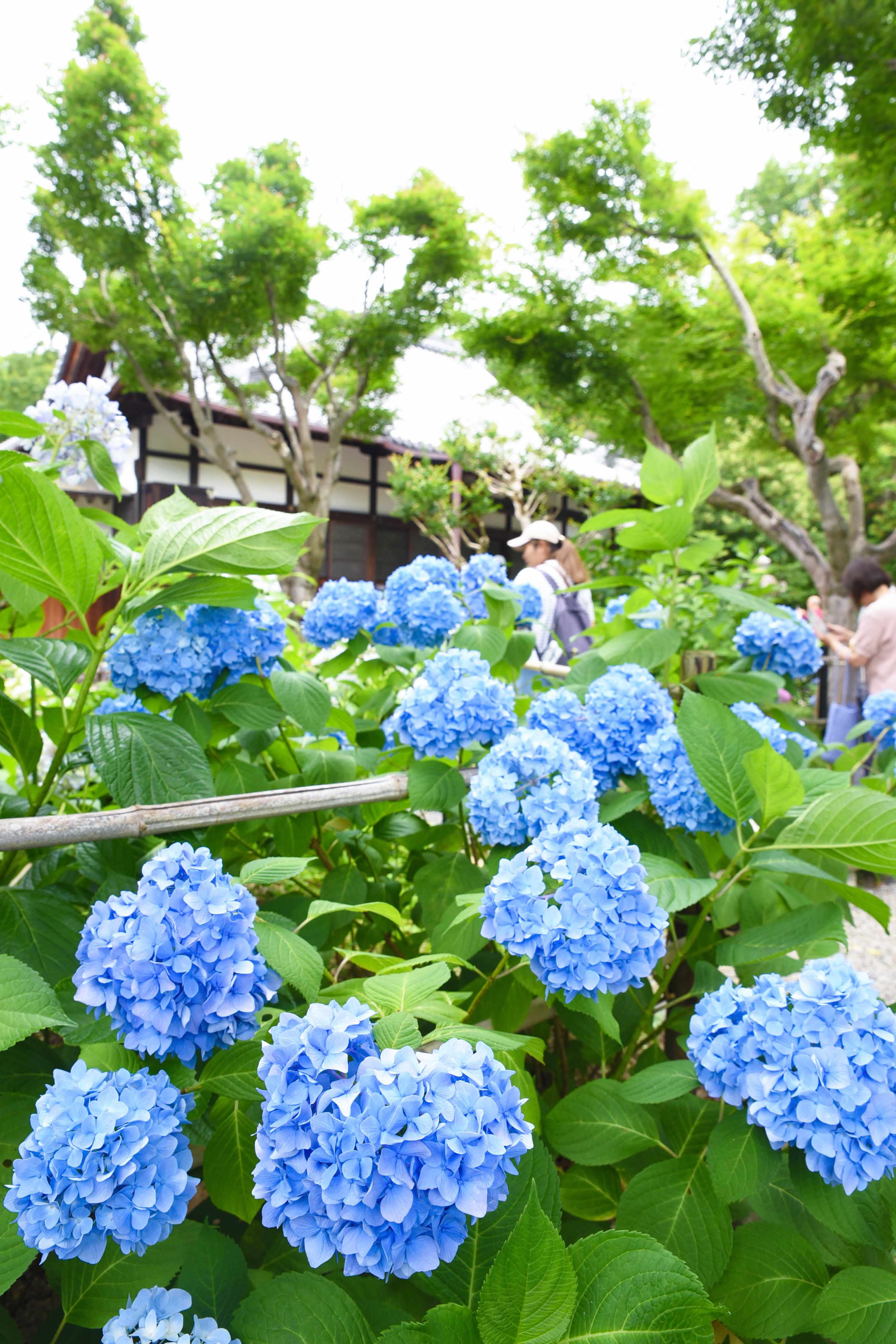 賴光寺のアジサイが見頃に あじさい寺で初夏の花散策