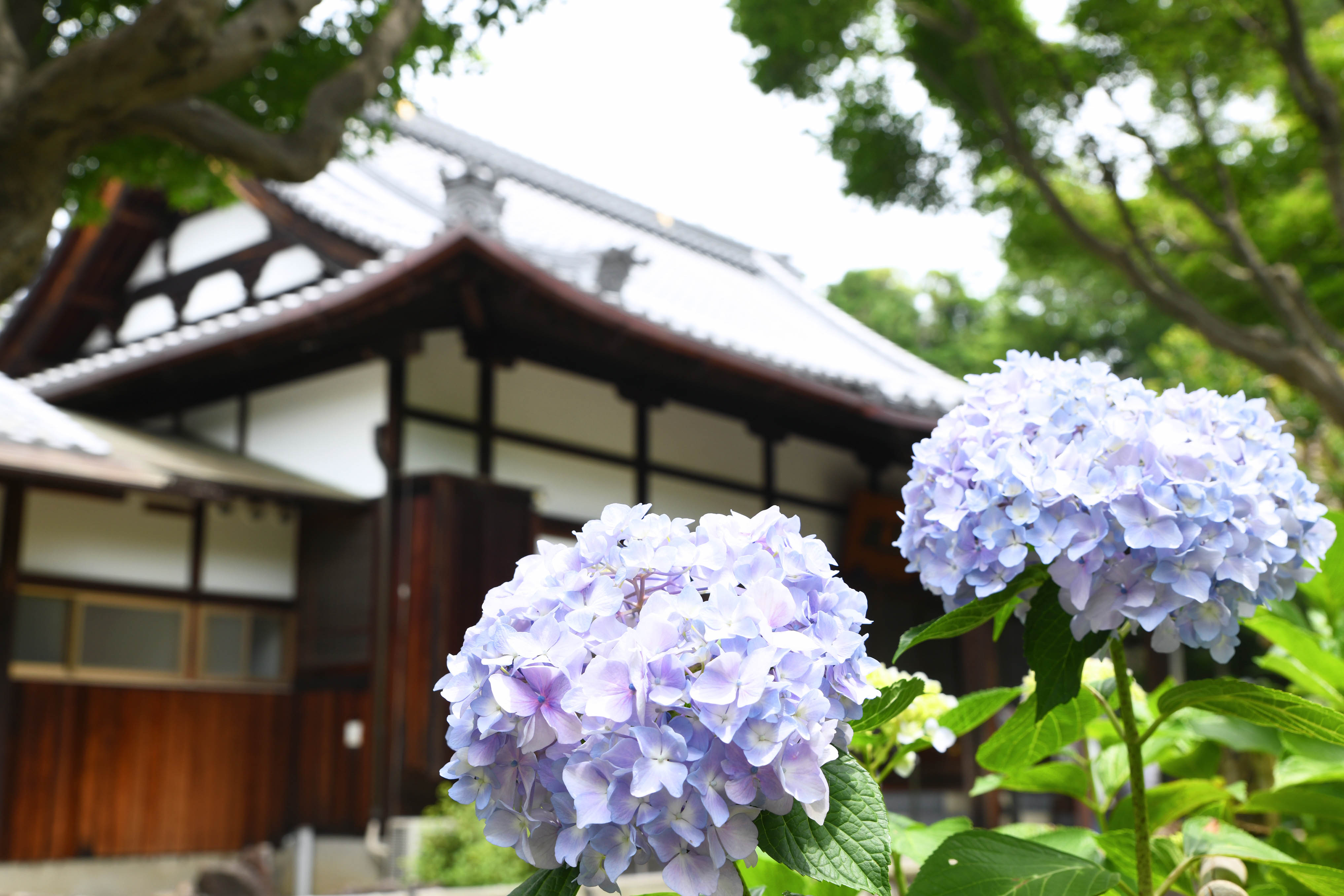 賴光寺のアジサイが見頃に あじさい寺で初夏の花散策